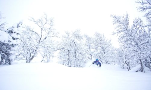 SkiStar Hemsedal: Champagnepudder!