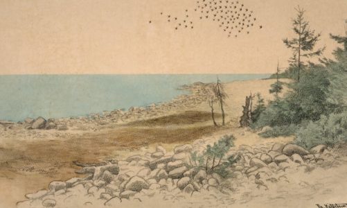 Unike tegninger stilles ut i Nasjonalgalleriet: Theodor Kittelsens Jomfruland