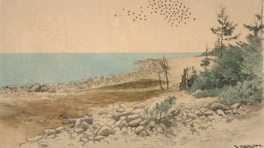 Unike tegninger stilles ut i Nasjonalgalleriet: Theodor Kittelsens Jomfruland