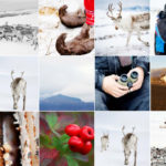 Bruker Instagram for å hylle reinsdyrnæringen: Jakter bilder og videoer fra folket
