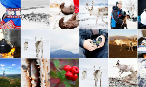 Bruker Instagram for å hylle reinsdyrnæringen: Jakter bilder og videoer fra folket