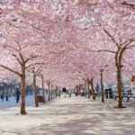 Se kirsebærtrærne blomstre!