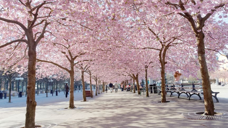 Se kirsebærtrærne blomstre!