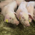 Interessen for matproduksjon øker blant de unge
