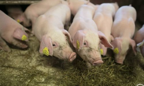 Interessen for matproduksjon øker blant de unge