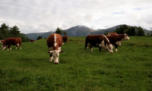 ​EAT- Lancet rapporten – liten overføringsverdi for norske forhold