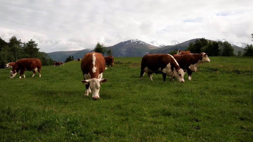 ​EAT- Lancet rapporten – liten overføringsverdi for norske forhold