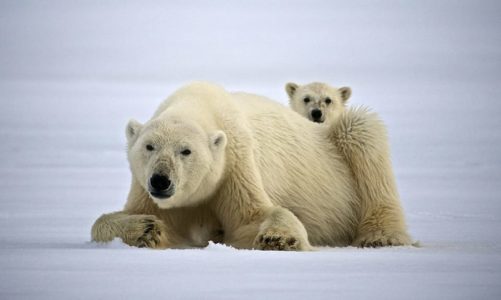 ​Hurtigruten Foundation funds local communities and projects