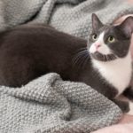 «Strike a Paws»: Den ultimate guiden for å gjøre kjæledyret ditt kjendis på Instagram