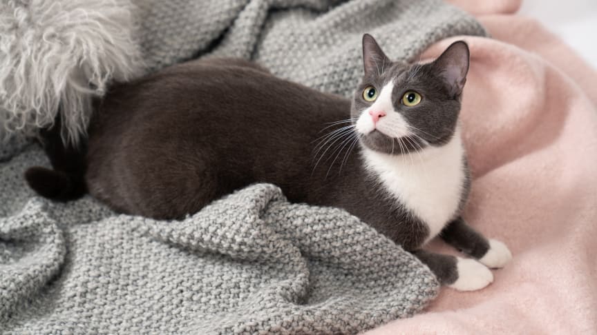 «Strike a Paws»: Den ultimate guiden for å gjøre kjæledyret ditt kjendis på Instagram
