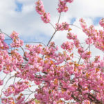 IDEMITSU PETROLEUM NORGE OG MUNCHMUSEET FORTSETTER DET VERDIFULLE SAMARBEIDET, OG TAR MED SEG HANAMI TIL BJØRVIKA
