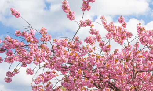 IDEMITSU PETROLEUM NORGE OG MUNCHMUSEET FORTSETTER DET VERDIFULLE SAMARBEIDET, OG TAR MED SEG HANAMI TIL BJØRVIKA
