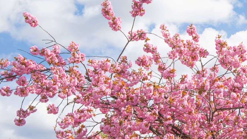 IDEMITSU PETROLEUM NORGE OG MUNCHMUSEET FORTSETTER DET VERDIFULLE SAMARBEIDET, OG TAR MED SEG HANAMI TIL BJØRVIKA