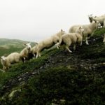 Konsekvenser av redusert kjøttforbruk i Norge