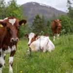 ​Seks grunner til å spise norsk mat