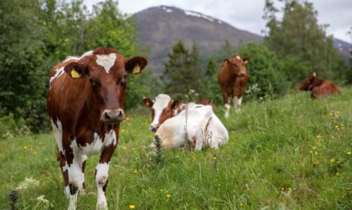 ​Seks grunner til å spise norsk mat