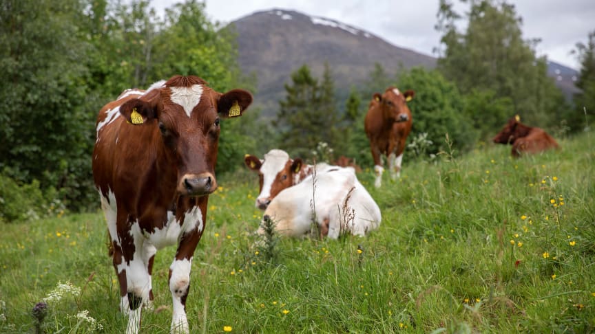​Seks grunner til å spise norsk mat