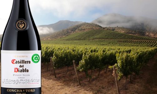 Djevelsk billig Pinot Noir fra Casablanca Valley