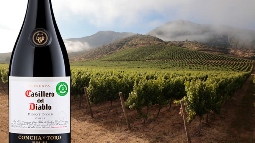 Djevelsk billig Pinot Noir fra Casablanca Valley